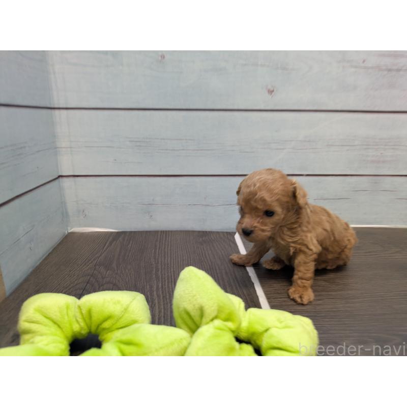 販売中の茨城県のティーカッププードル-438534の2枚目