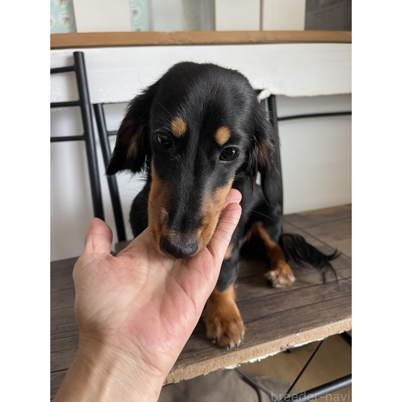 販売中の大阪府のミニチュアダックスフンド(ロングヘアード)-395383の2枚目