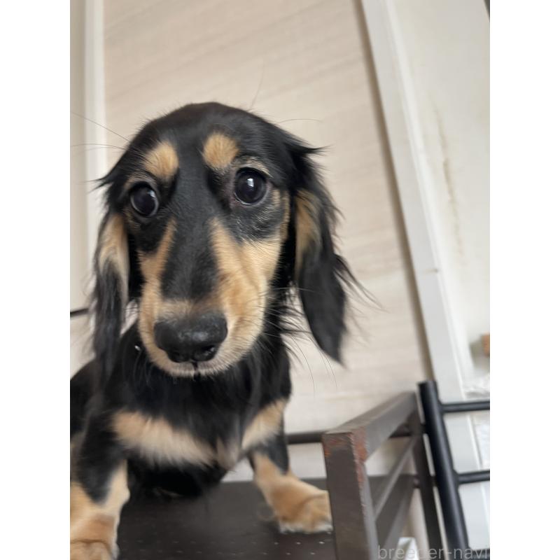 販売中の大阪府のミニチュアダックスフンド(ロングヘアード)-395387の2枚目