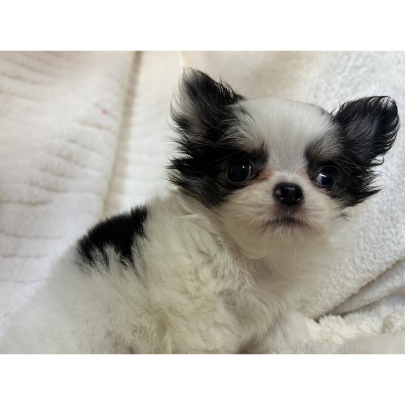 販売中の京都府のチワワ(ロングコート)-435647の6枚目