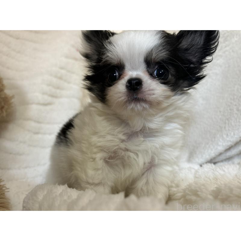 販売中の京都府のチワワ(ロングコート)-435647の4枚目