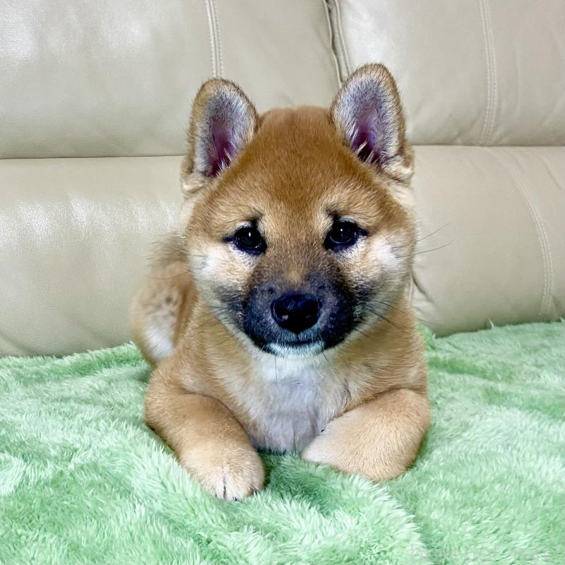 販売中の茨城県の柴犬-433828