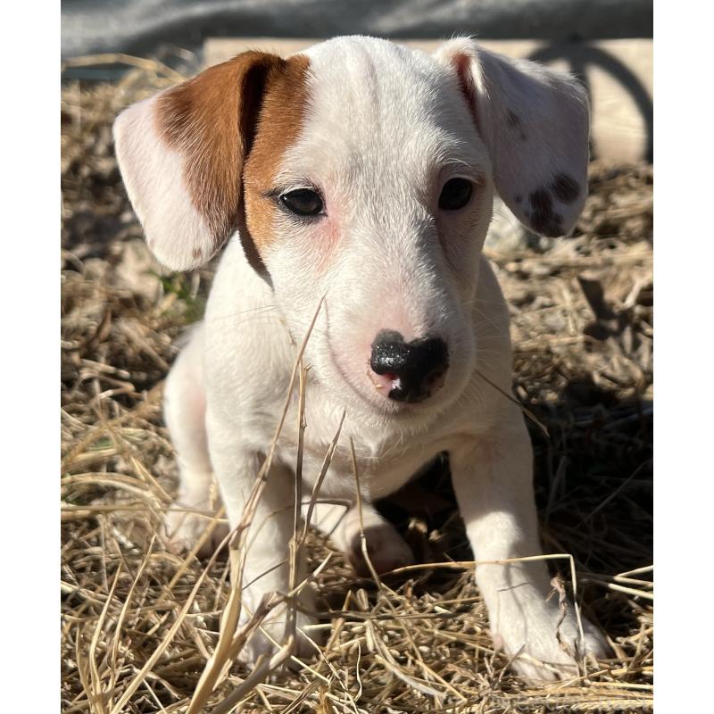 販売中の千葉県のジャックラッセルテリア-429883の5枚目