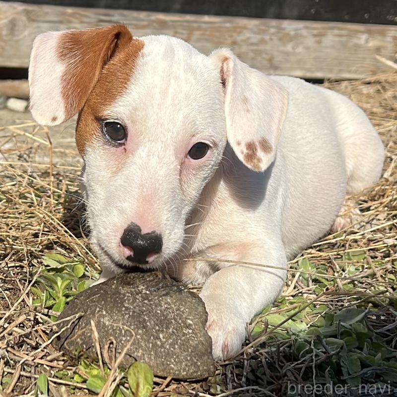 販売中の千葉県のジャックラッセルテリア-429883の4枚目