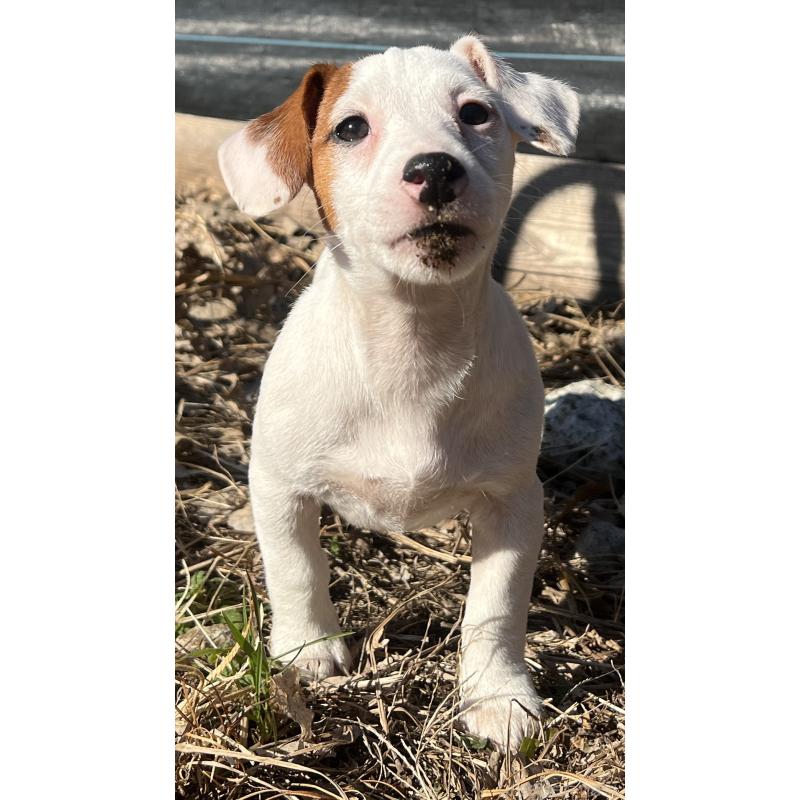 販売中の千葉県のジャックラッセルテリア-429883の3枚目