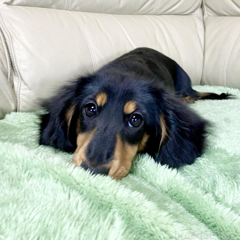 販売中の茨城県のミニチュアダックスフンド(ロングヘアード)-426964