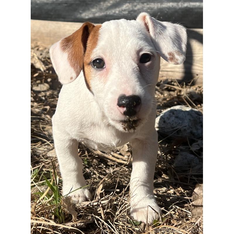 販売中の千葉県のジャックラッセルテリア-429883の2枚目