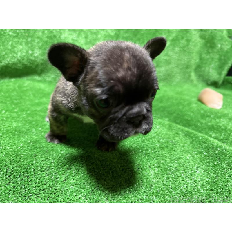 販売中の愛媛県のフレンチブルドッグ-438515の7枚目