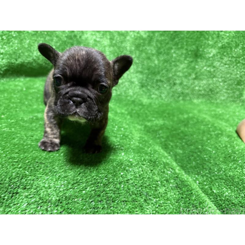 販売中の愛媛県のフレンチブルドッグ-438515の6枚目