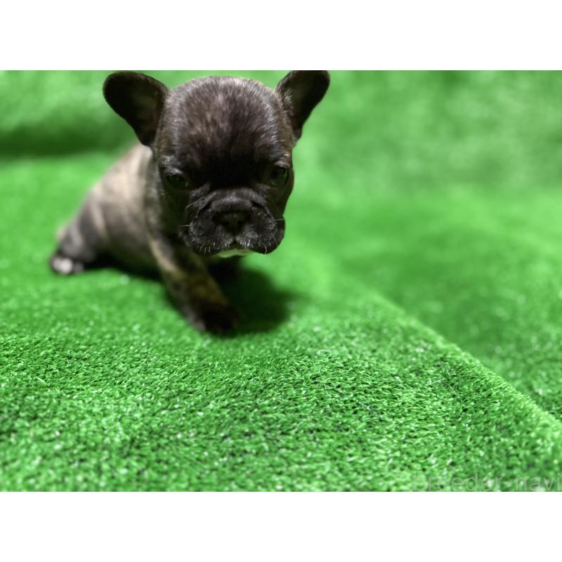 販売中の愛媛県のフレンチブルドッグ-438515の4枚目