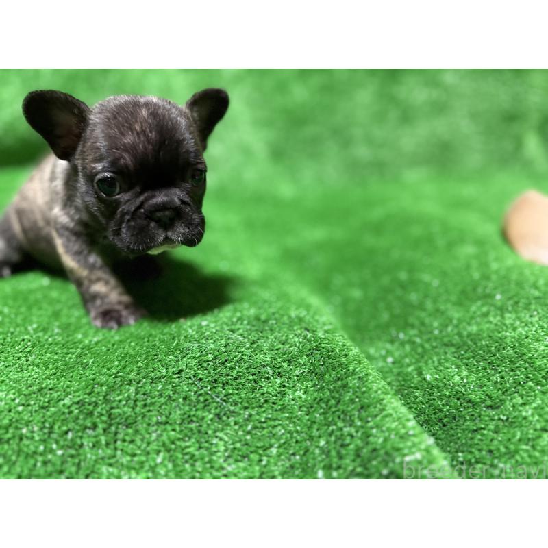 販売中の愛媛県のフレンチブルドッグ-438515の3枚目