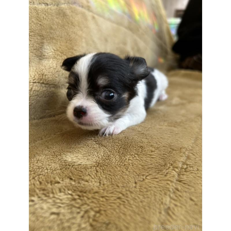 商談中の愛媛県のチワワ(ロングコート)-432255の3枚目