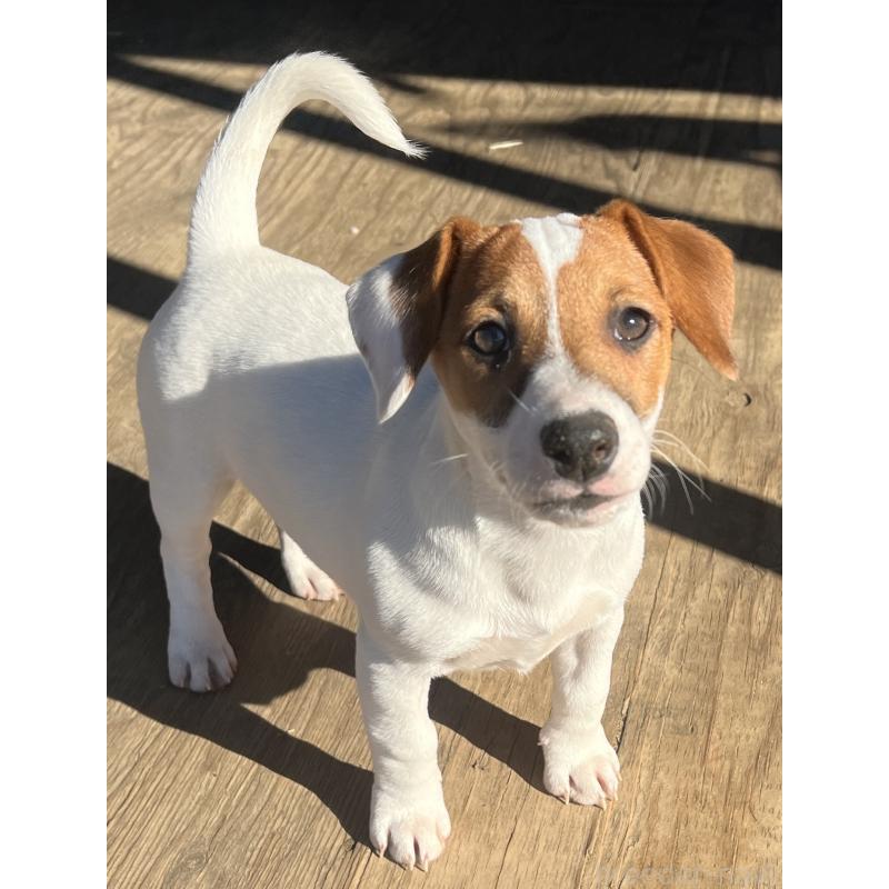 販売中の千葉県のジャックラッセルテリア-429884の5枚目
