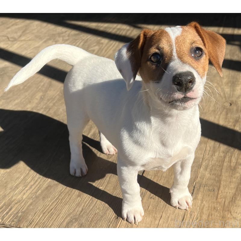 販売中の千葉県のジャックラッセルテリア-429884の4枚目