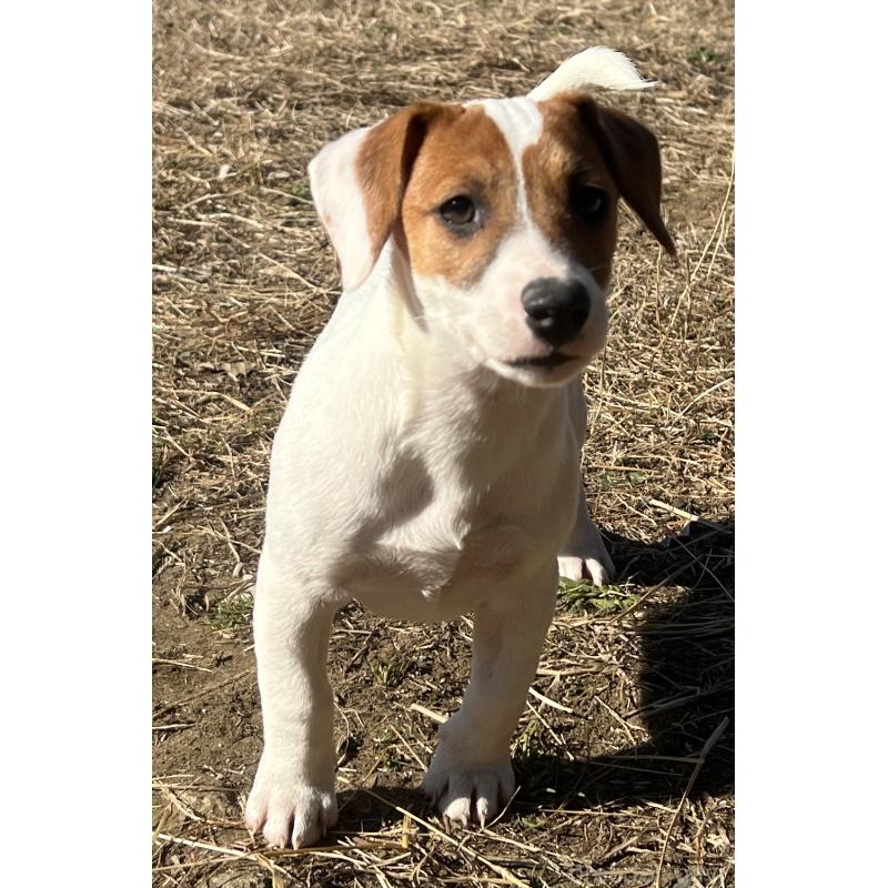 販売中の千葉県のジャックラッセルテリア-429884の3枚目