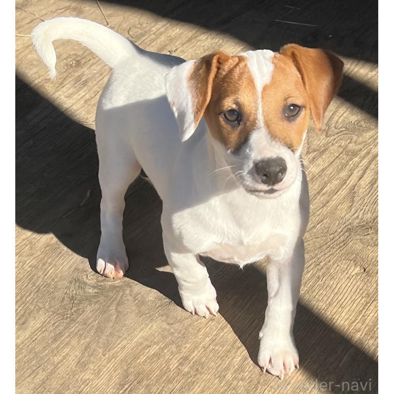 販売中の千葉県のジャックラッセルテリア-429884の2枚目
