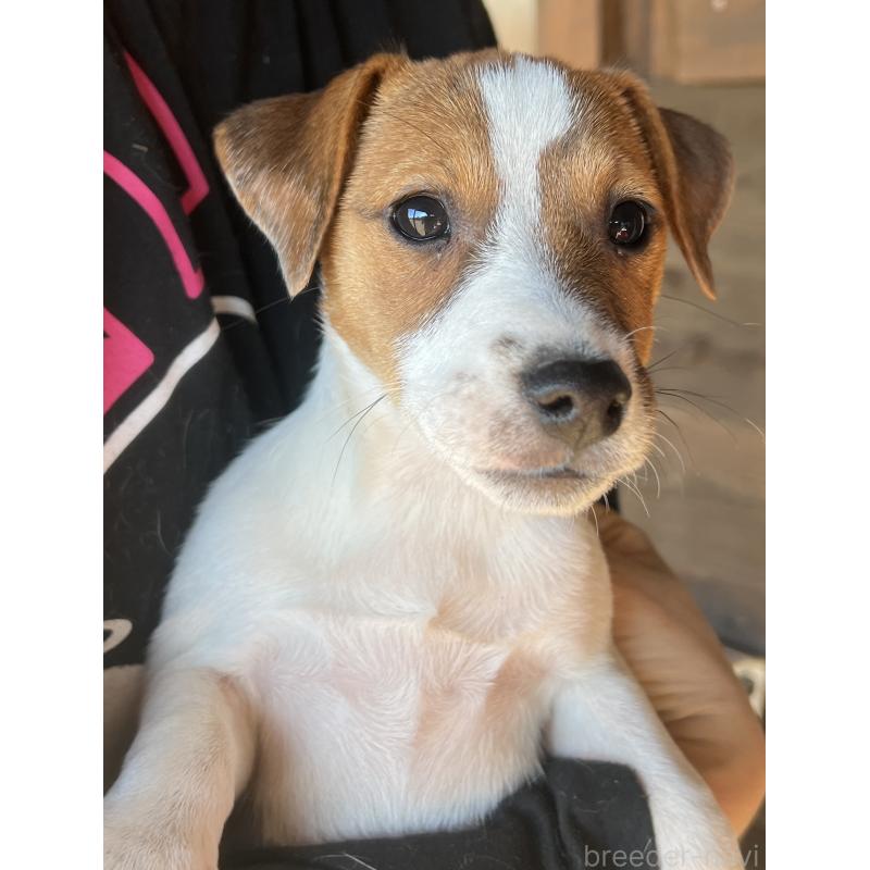 販売中の千葉県のジャックラッセルテリア-429885の6枚目
