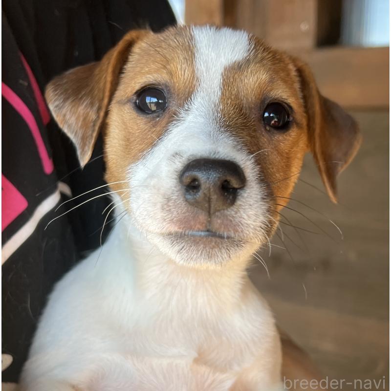 販売中の千葉県のジャックラッセルテリア-429885の5枚目