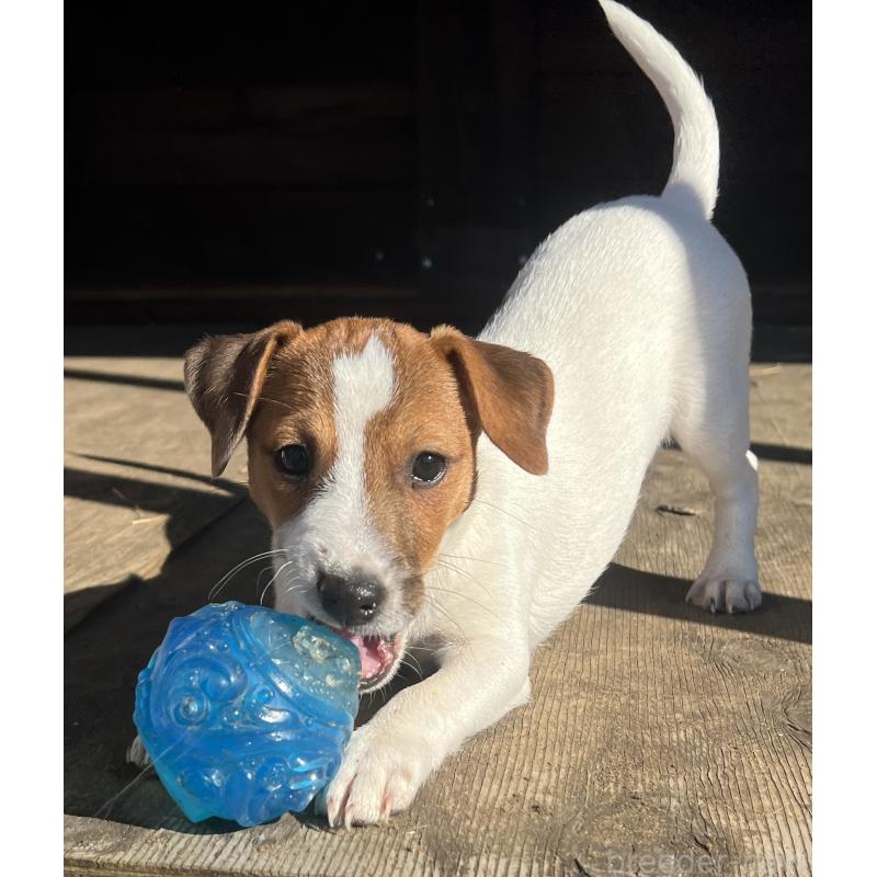 販売中の千葉県のジャックラッセルテリア-429885の3枚目