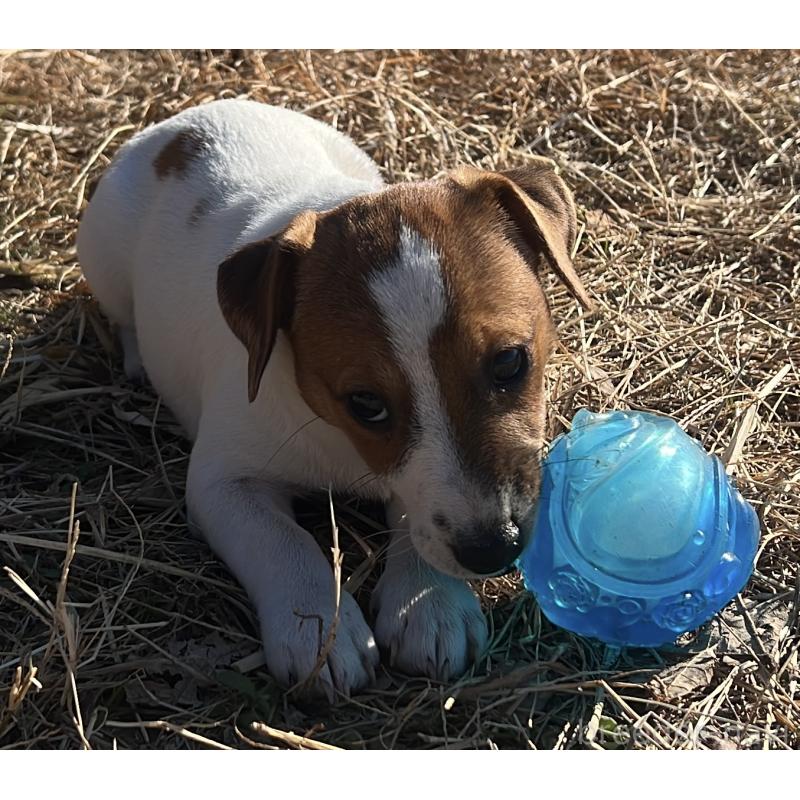 販売中の千葉県のジャックラッセルテリア-429885の2枚目