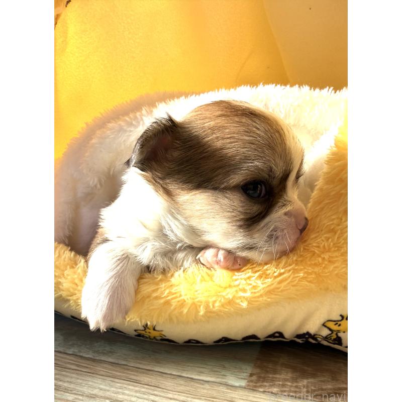 販売中の宮崎県のチワワ(ロングコート)-437237の6枚目