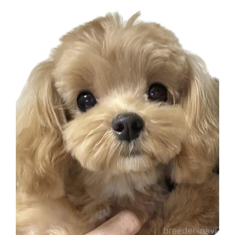 商談中の広島県のマルプー:マルチーズ×トイプードル-437027