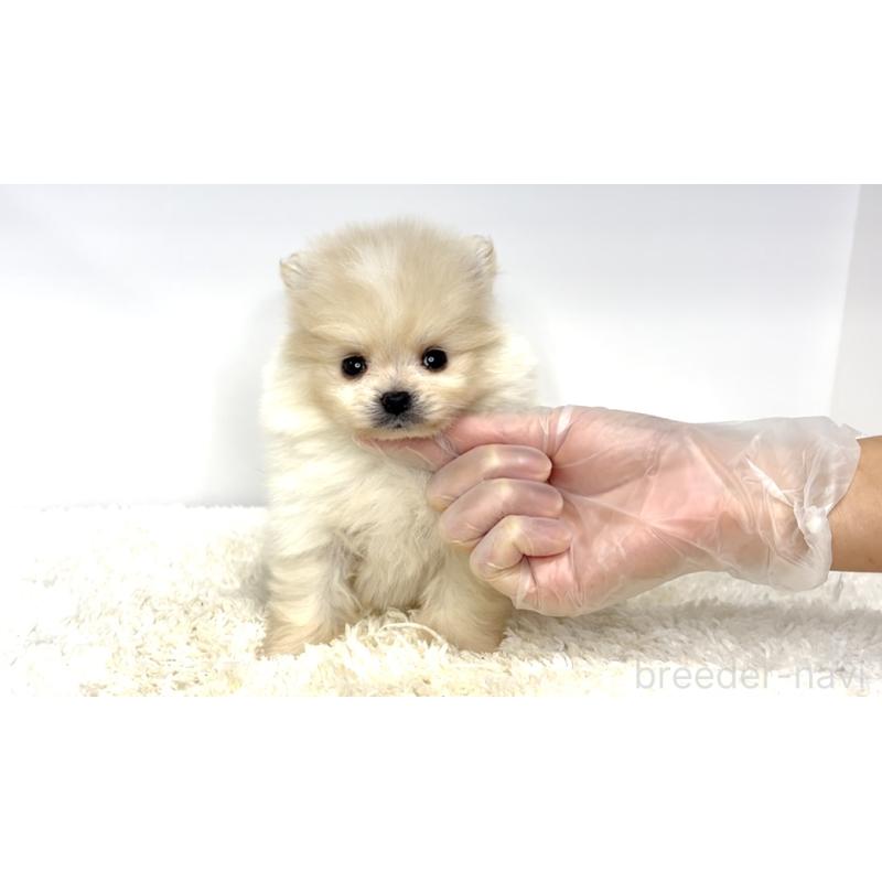 販売中の茨城県のポメラニアン-438517の5枚目