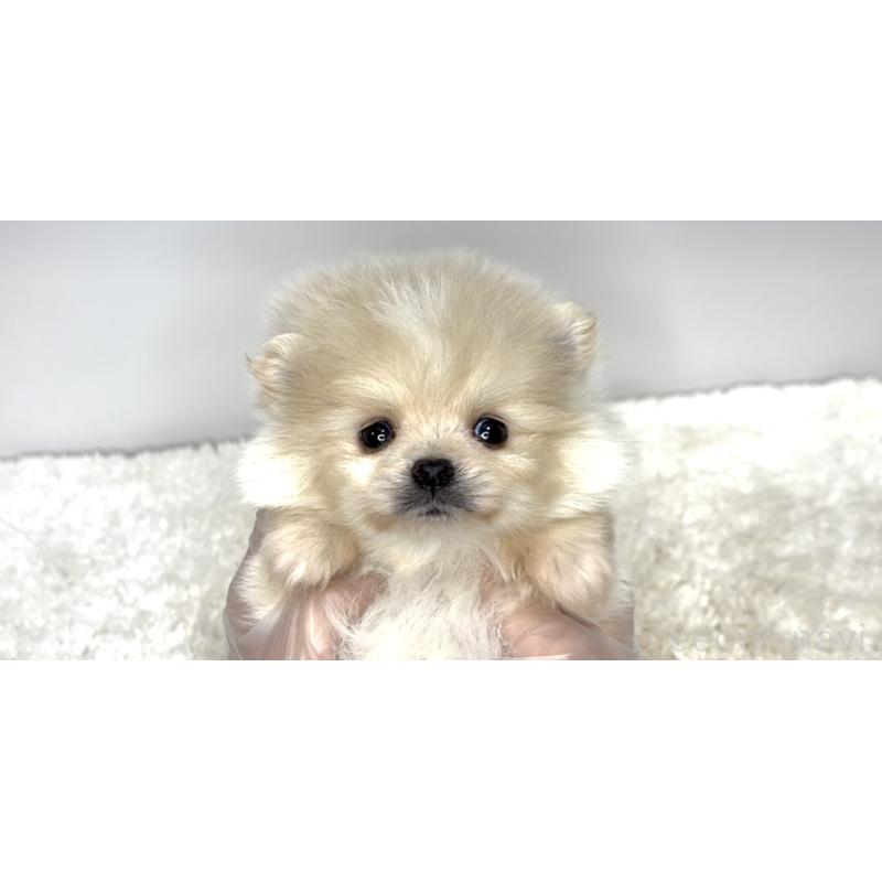 販売中の茨城県のポメラニアン-438517の2枚目