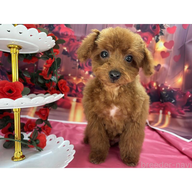 成約済の栃木県のタイニープードル-423194の9枚目