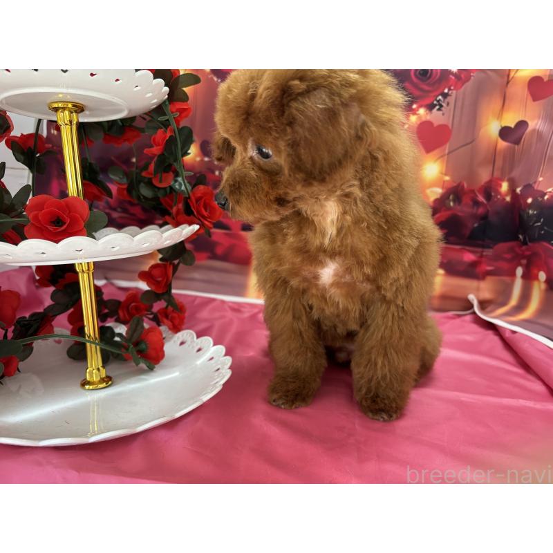 成約済の栃木県のタイニープードル-423194の8枚目