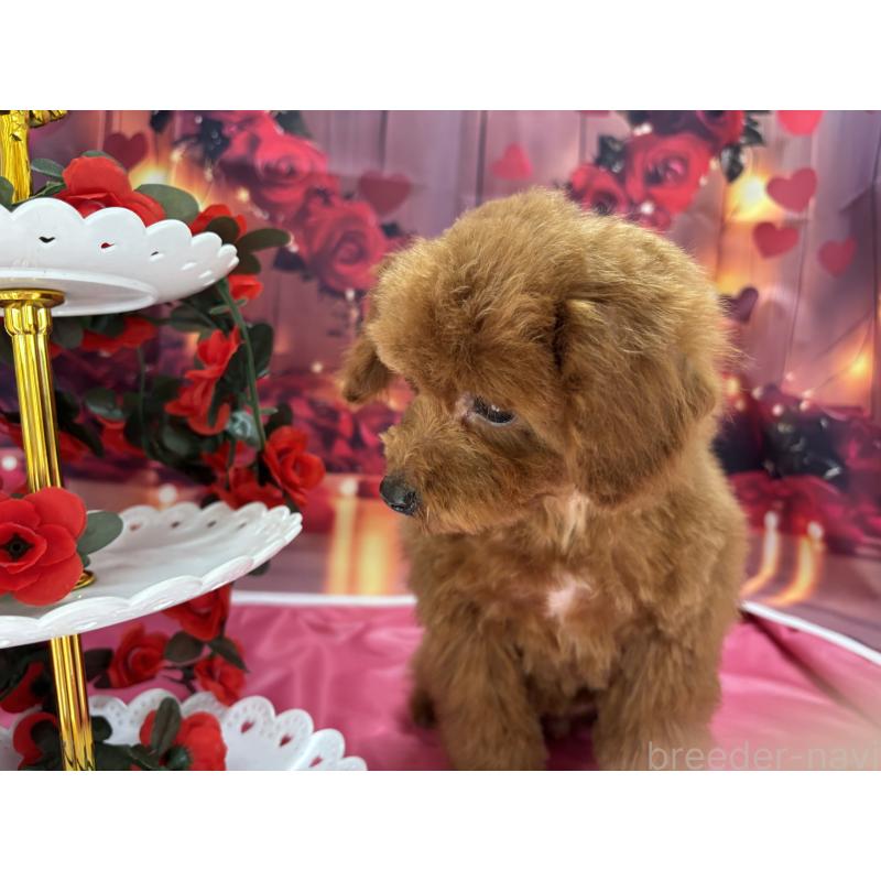 成約済の栃木県のタイニープードル-423194の7枚目