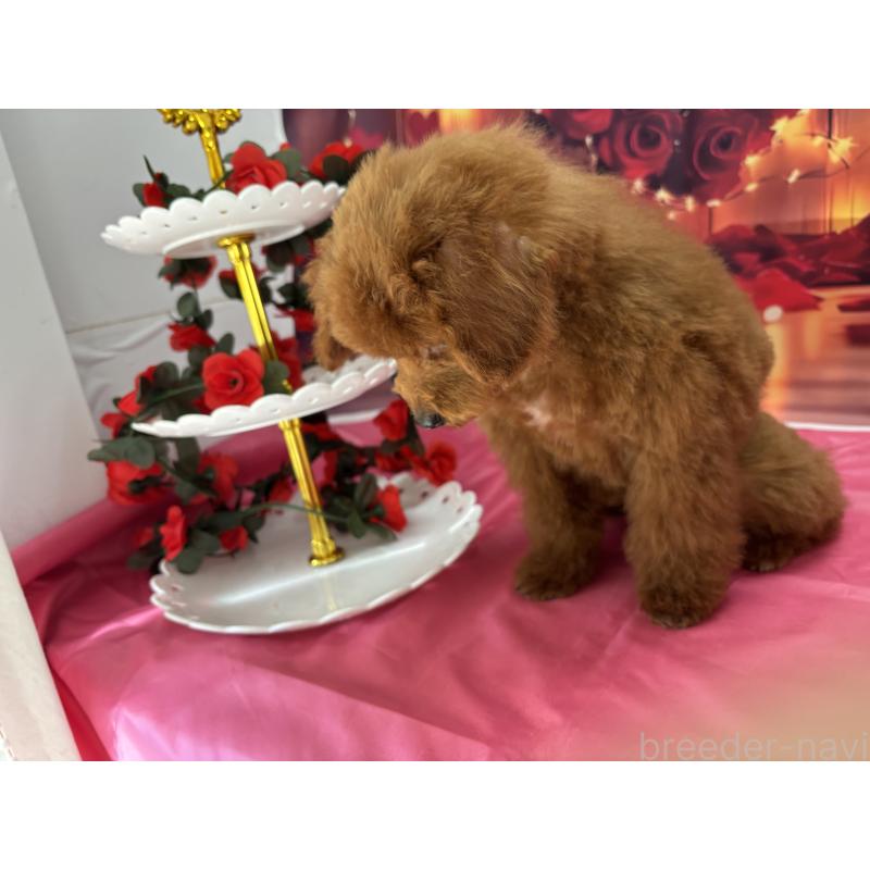 成約済の栃木県のタイニープードル-423194の6枚目