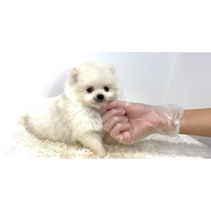 販売中の茨城県のポメラニアン-438518の6枚目