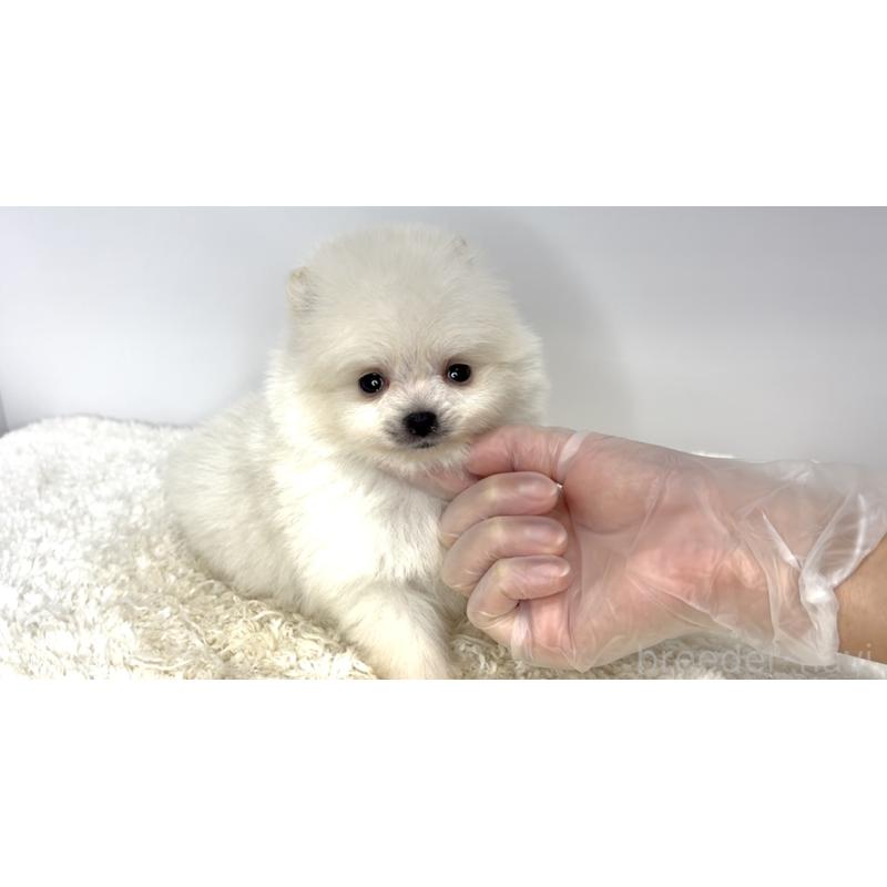 販売中の茨城県のポメラニアン-438518の5枚目