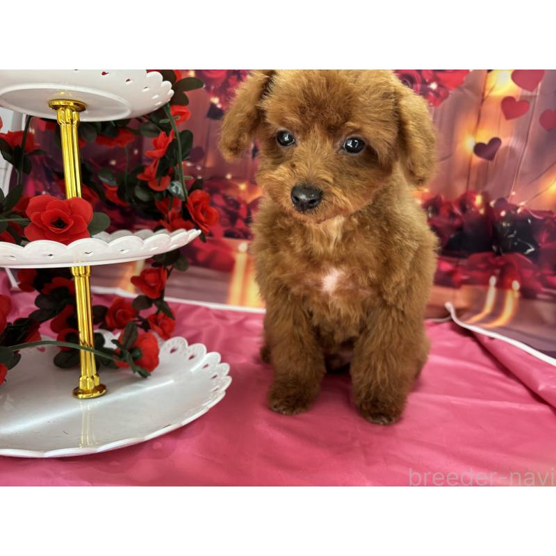 成約済の栃木県のタイニープードル-423194の4枚目