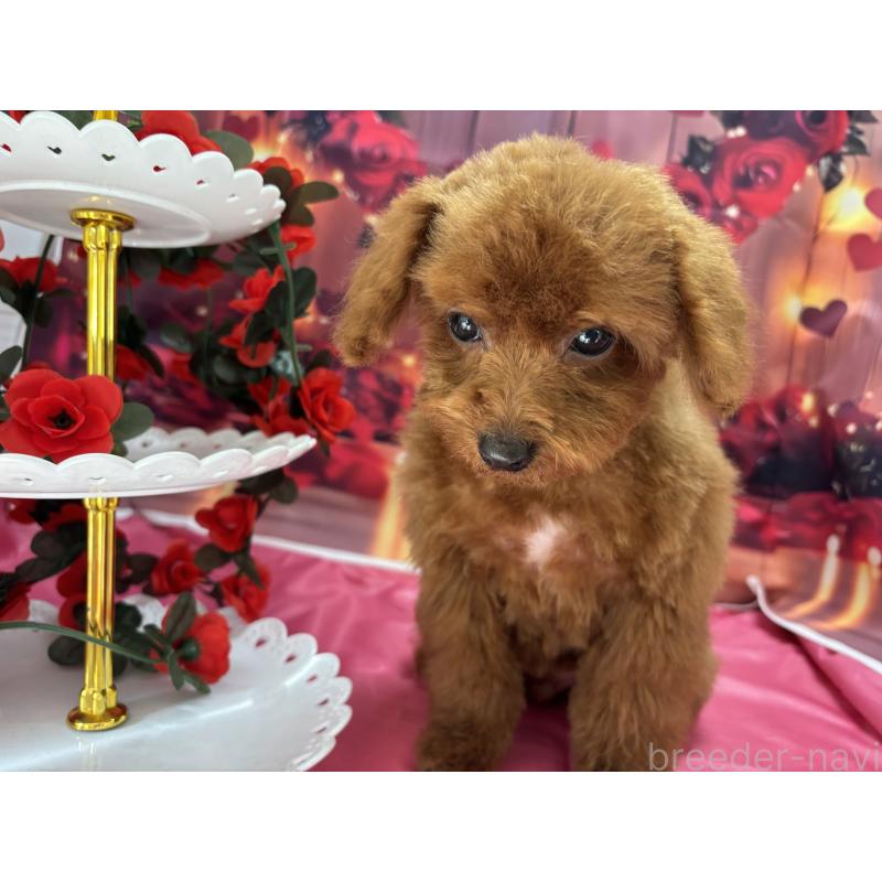 成約済の栃木県のタイニープードル-423194の3枚目