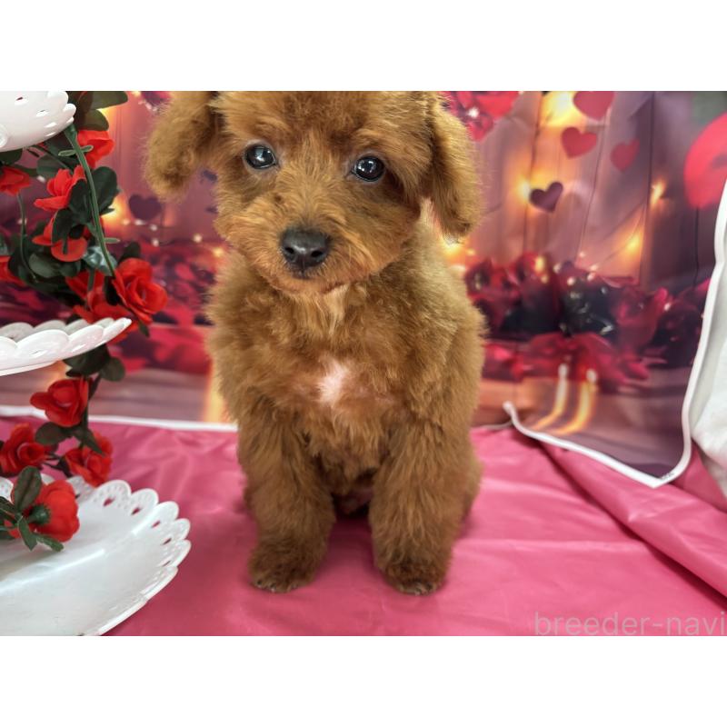 成約済の栃木県のタイニープードル-423194の2枚目