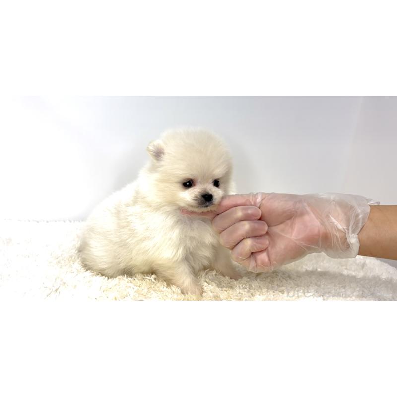 販売中の茨城県のポメラニアン-438519の4枚目