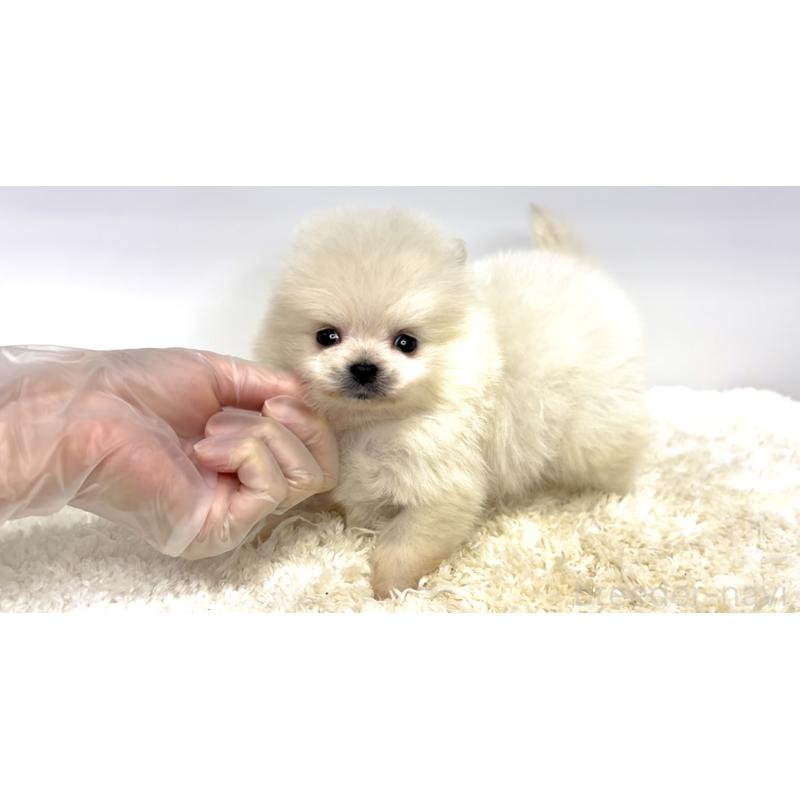 販売中の茨城県のポメラニアン-438519の5枚目