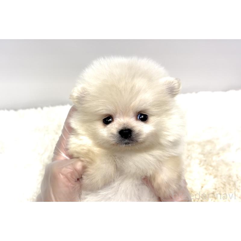 販売中の茨城県のポメラニアン-438519の2枚目