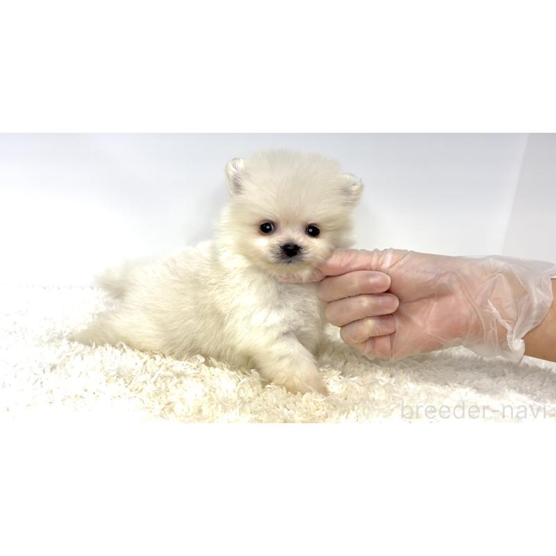 販売中の茨城県のポメラニアン-438520の7枚目