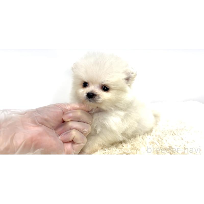 販売中の茨城県のポメラニアン-438520の4枚目