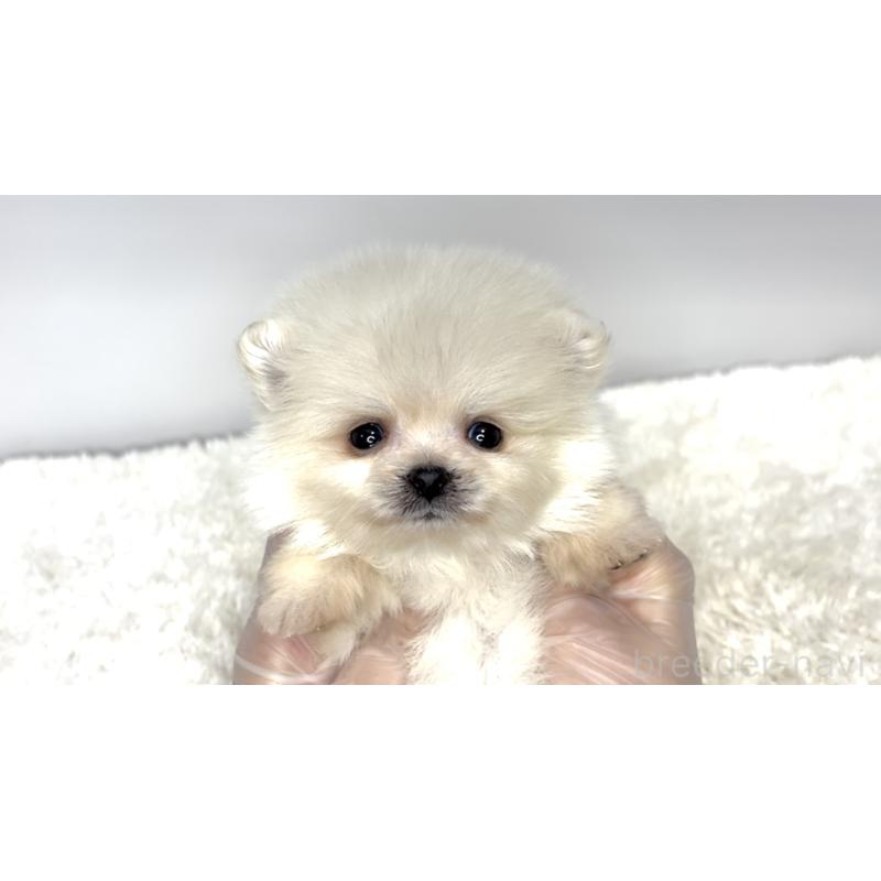 販売中の茨城県のポメラニアン-438520の2枚目