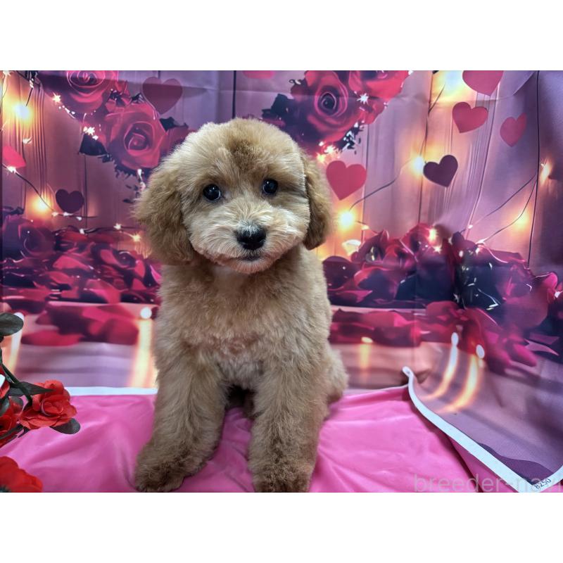 販売中の栃木県のトイプードル-423583の9枚目