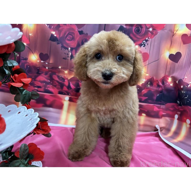 販売中の栃木県のトイプードル-423583の8枚目