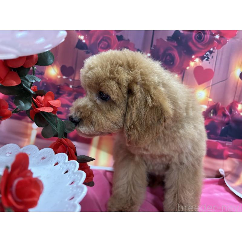 販売中の栃木県のトイプードル-423583の7枚目