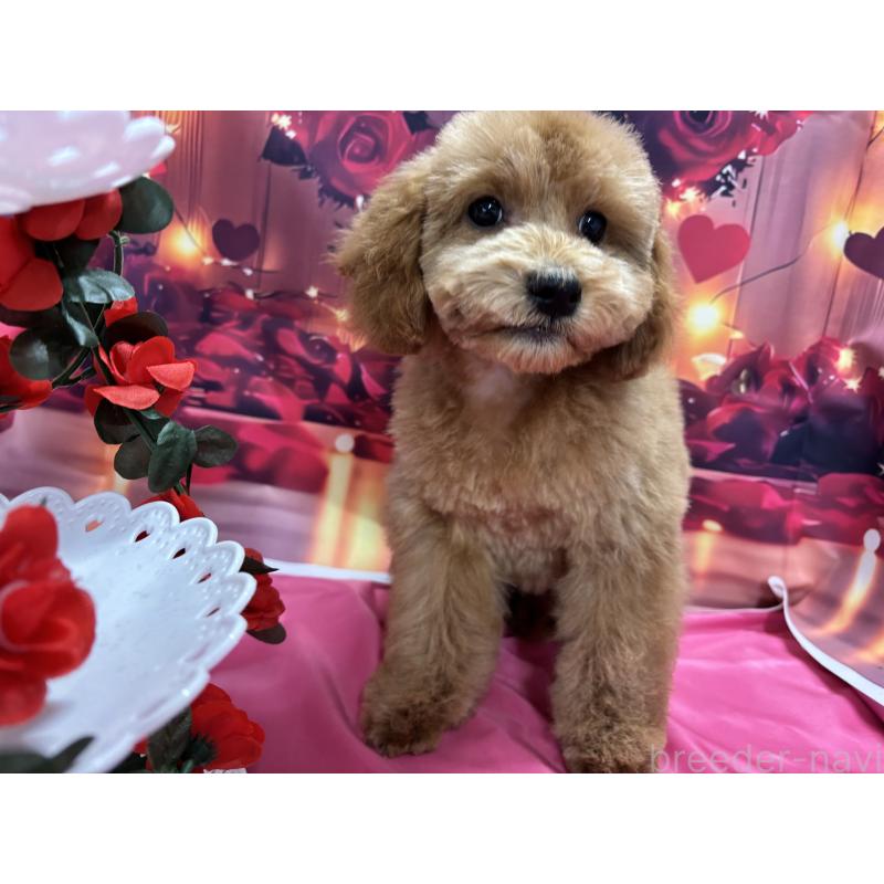 販売中の栃木県のトイプードル-423583の6枚目