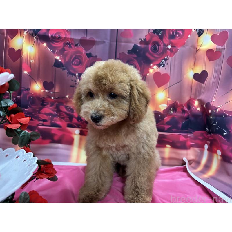 販売中の栃木県のトイプードル-423583の5枚目