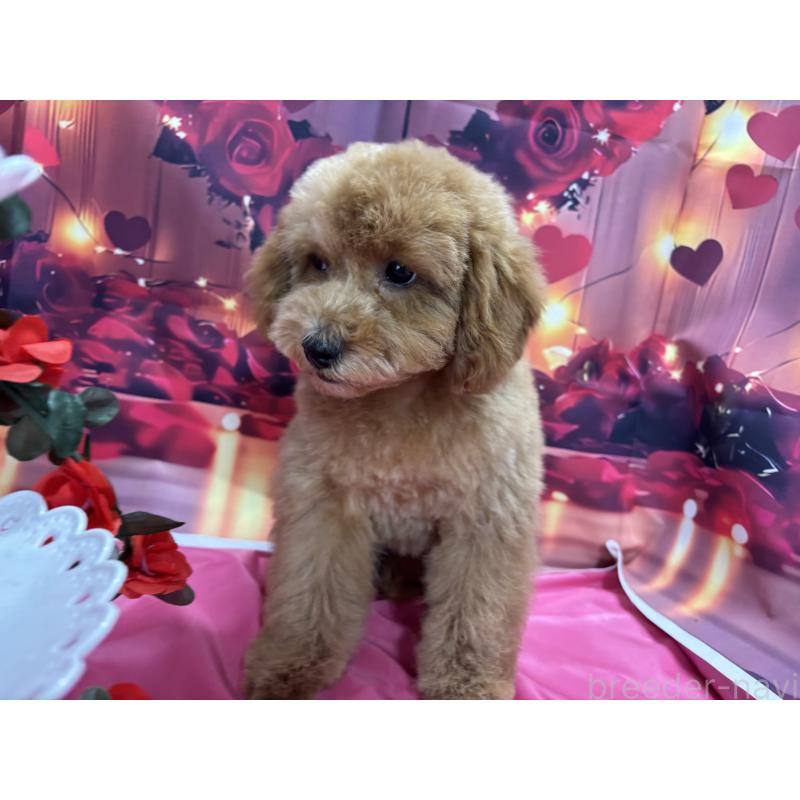 販売中の栃木県のトイプードル-423583の4枚目