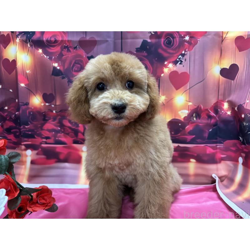 販売中の栃木県のトイプードル-423583の3枚目